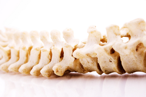 colonna vertebrale